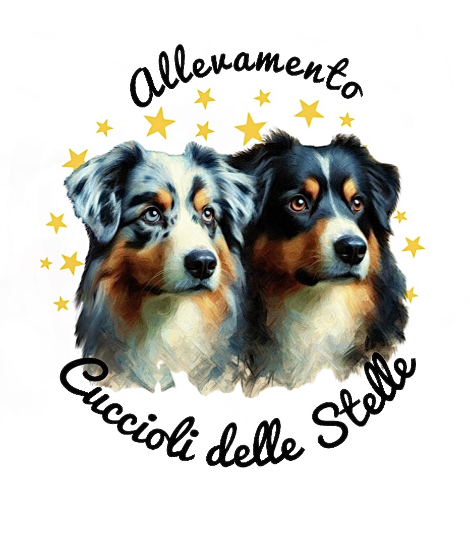 Allevamento Australian Shepherd – Cuccioli delle Stelle